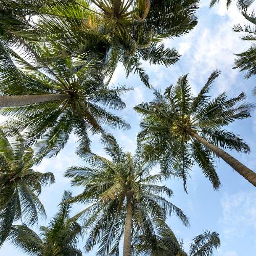 Martin County Palm Trees